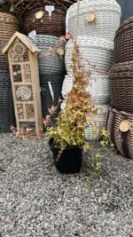 Плющ звичайний ’Сагіттіфолія’ ’Sagittifolia’ С3 - Зображення 2