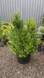 Самшит вічнозелений  Buxus sempervirens 7 років (копаний) - Зображення 3