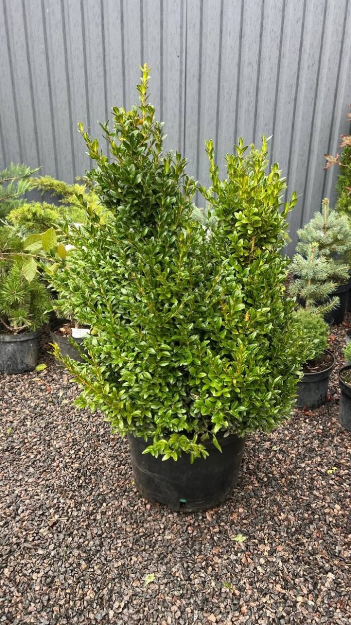 Самшит вічнозелений  Buxus sempervirens 7 років (копаний) - Зображення 3