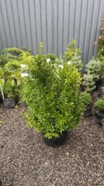 Самшит вічнозелений  Buxus sempervirens 7 років (копаний) - Зображення 4
