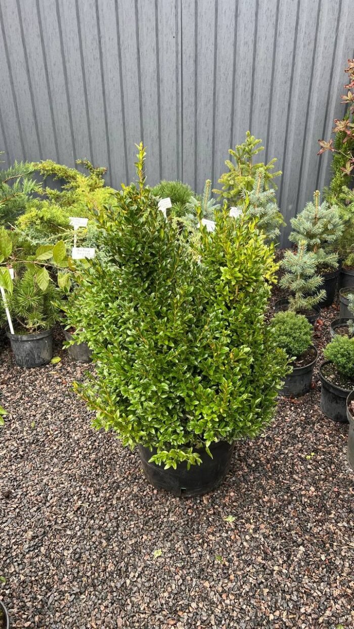 Самшит вічнозелений  Buxus sempervirens 7 років (копаний) - Зображення 4