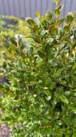 Самшит вічнозелений  Buxus sempervirens 7 років (копаний) - Зображення 5