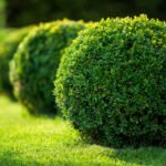 Самшит вічнозелений  Buxus sempervirens 7 років (копаний)